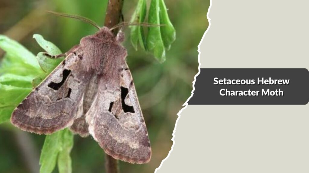 Setaceous Hebrew Character Moth