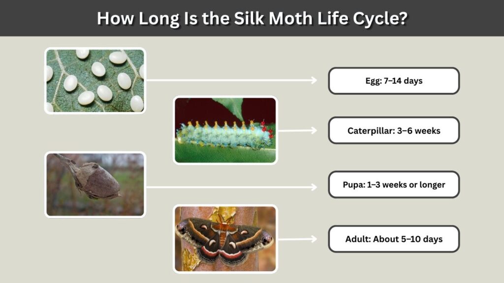 How Long Is the Silk Moth Life Cycle?