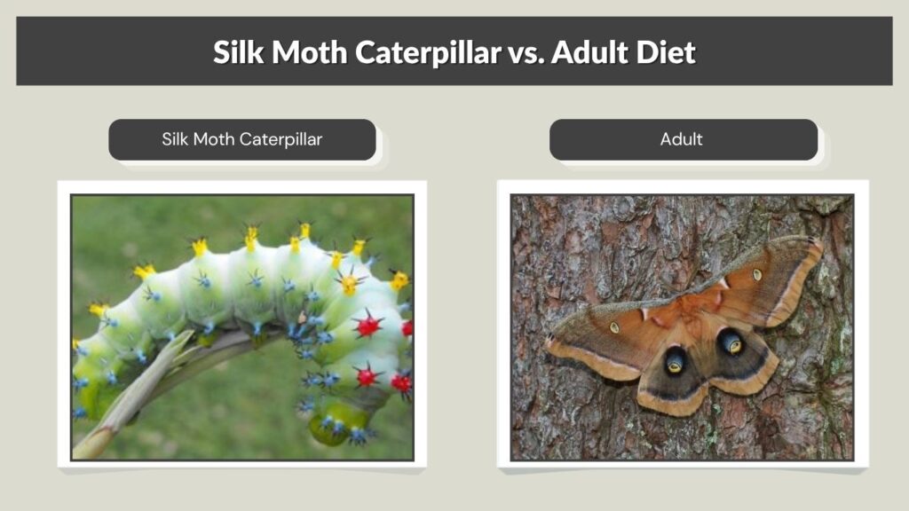 Silk Moth Caterpillar vs. Adult Diet