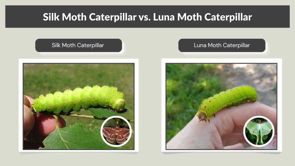 Silk Moth Caterpillar vs. Luna Moth Caterpillar