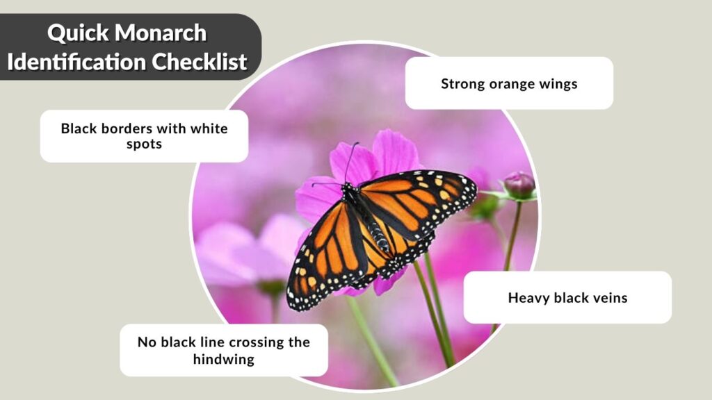 Quick Monarch Identification Checklist