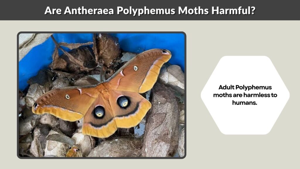 Are Antheraea Polyphemus Moths Harmful?