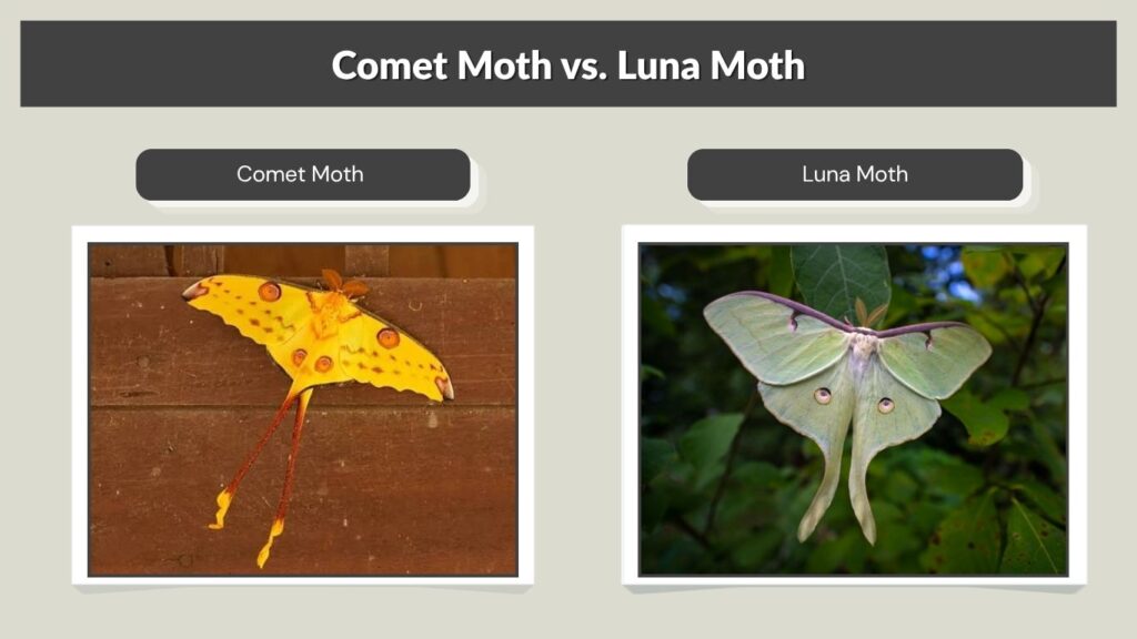 Comet Moth vs. Luna Moth