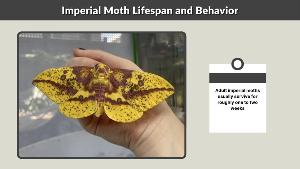 Imperial Moth Lifespan and Behavior