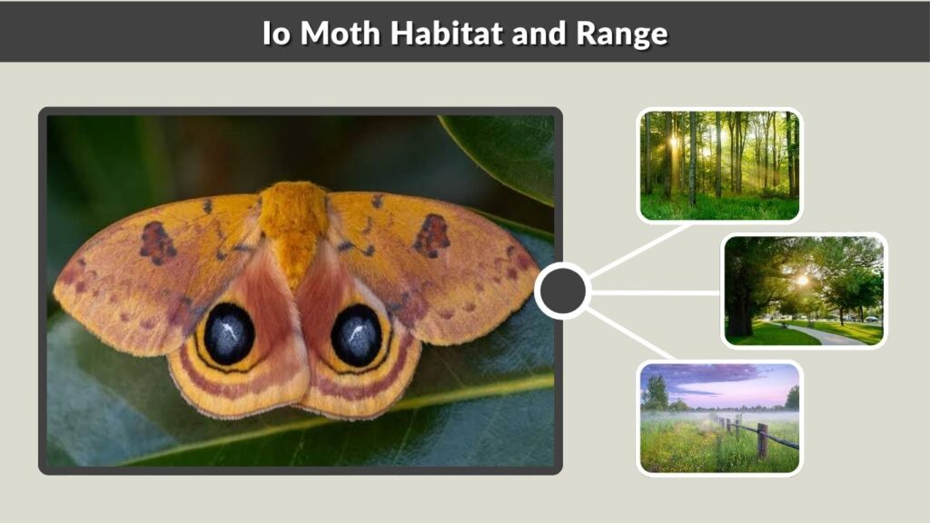 Io Moth Habitat and Range