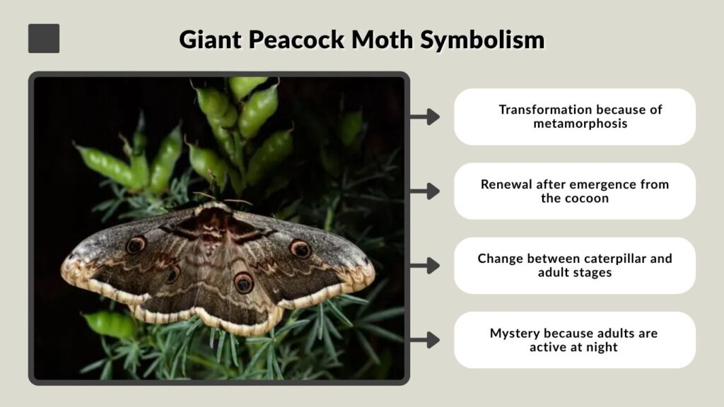 Giant Peacock Moth Symbolism