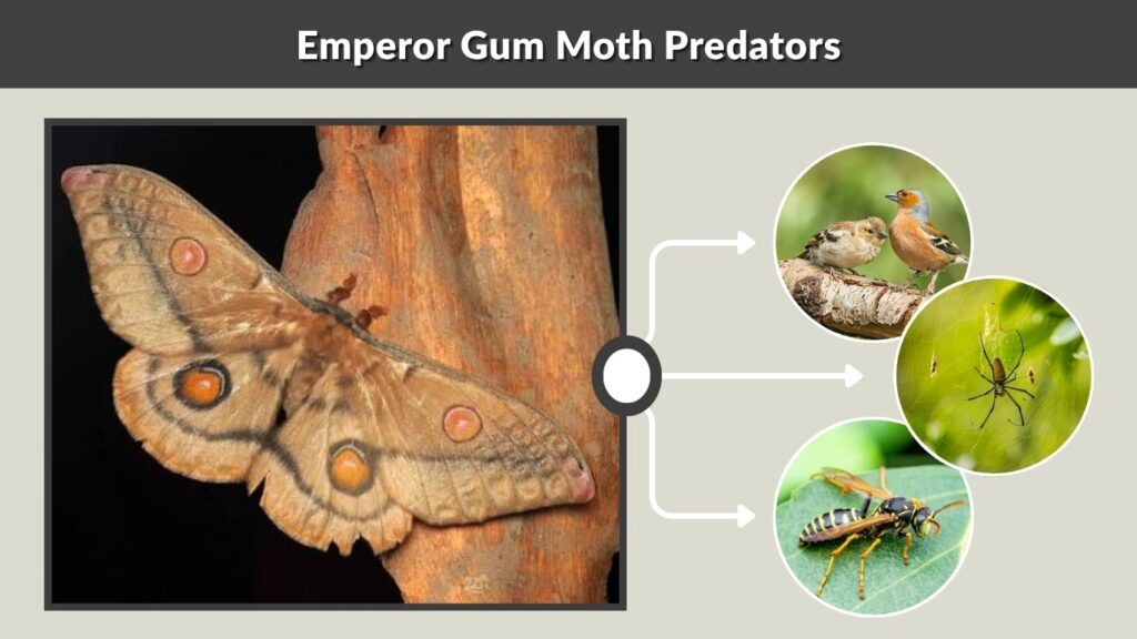 Emperor Gum Moth Predators