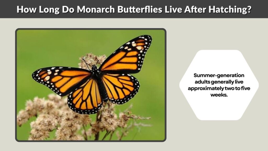 How Long Do Monarch Butterflies Live After Hatching?