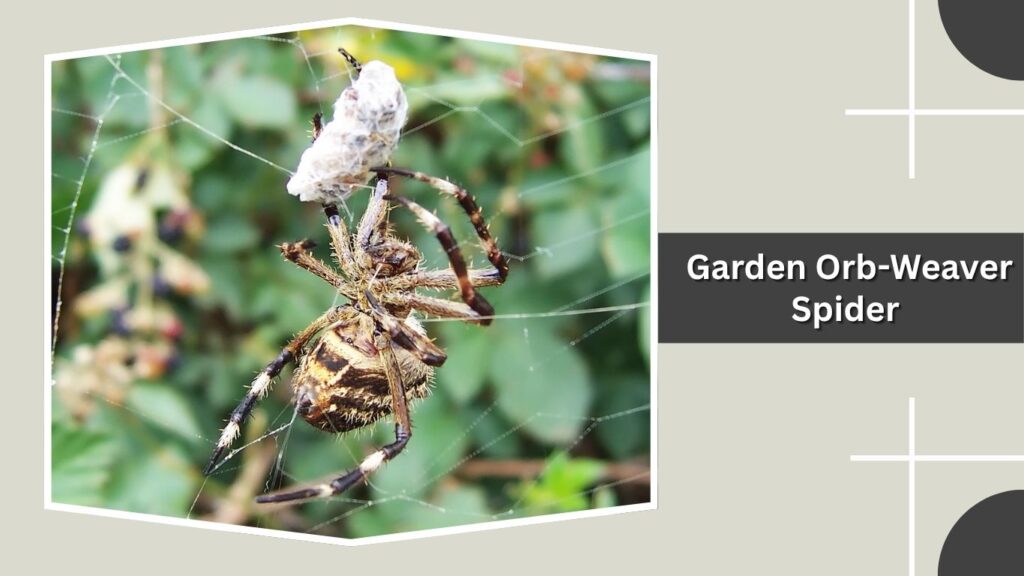Garden Orb-Weaver Spider