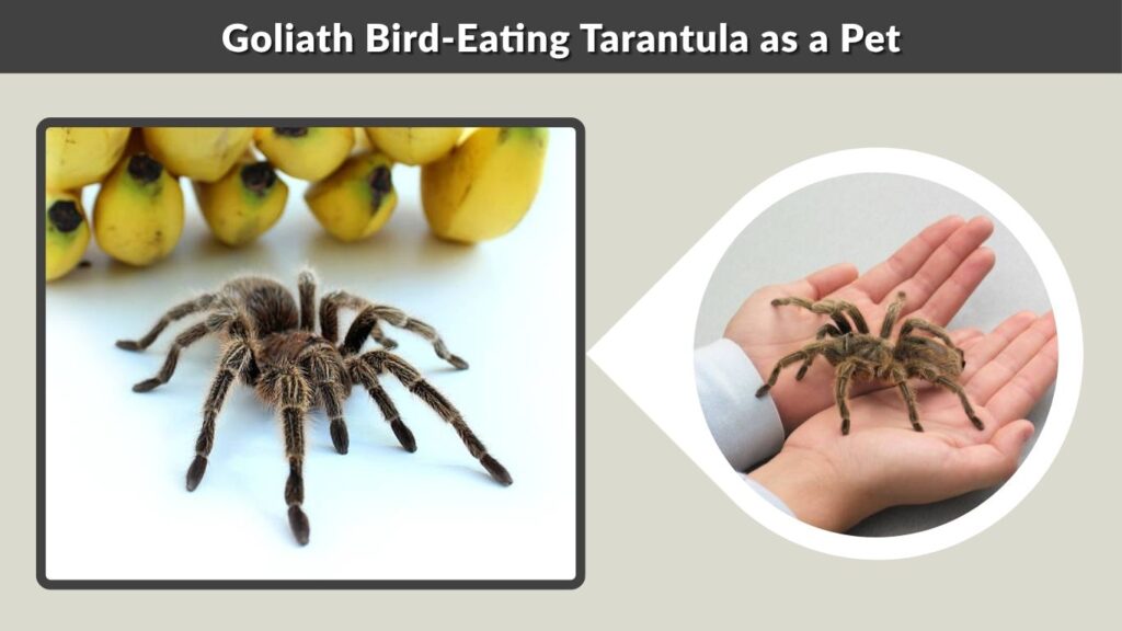 Goliath Bird-Eating Tarantula as a Pet