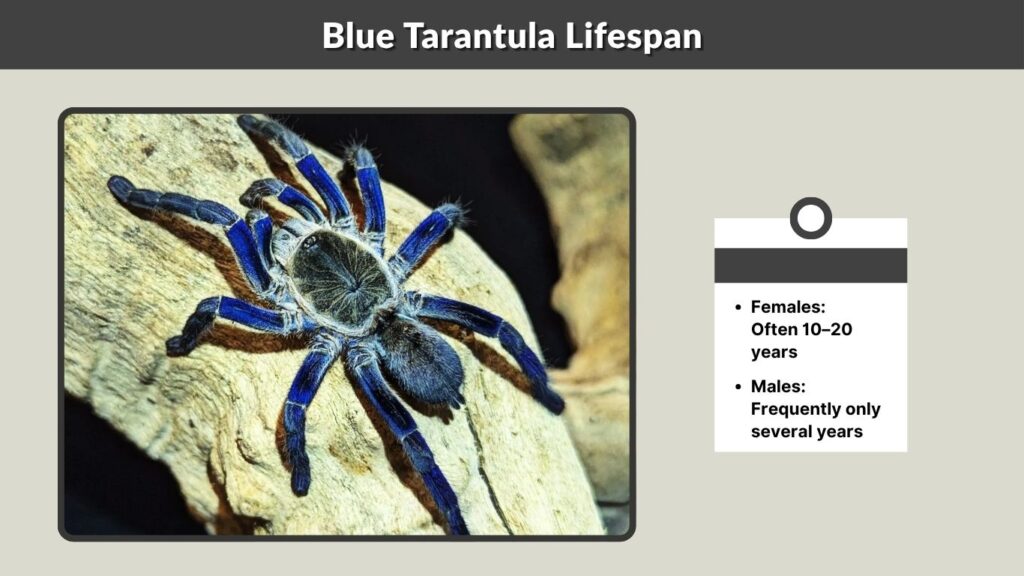 Blue Tarantula Lifespan