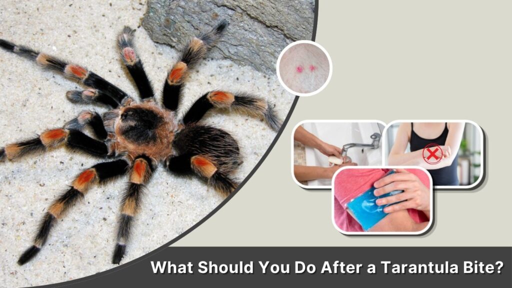 What Should You Do After a Tarantula Bite?