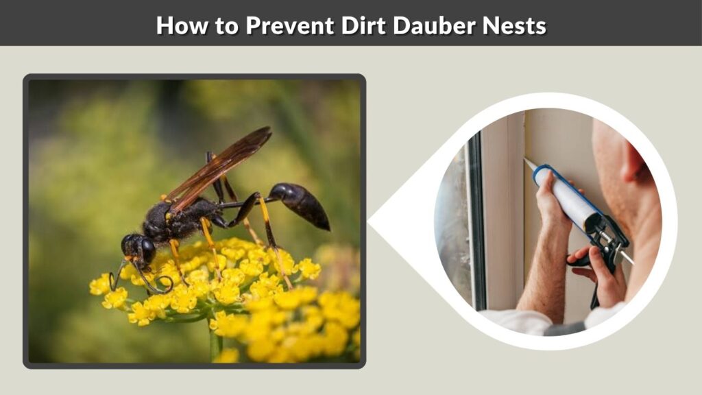 How to Prevent Dirt Dauber Nests