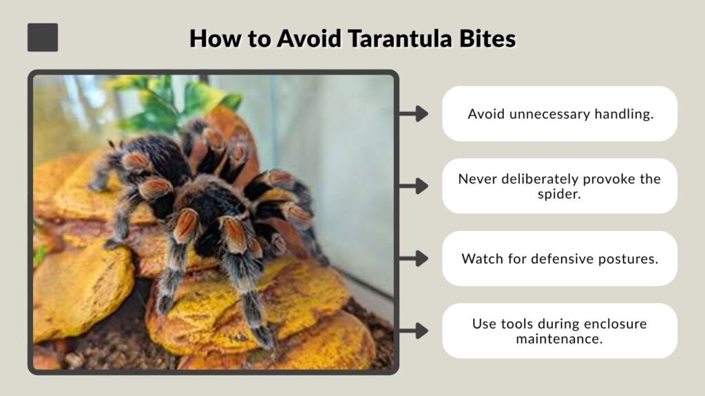 How to Avoid Tarantula Bites