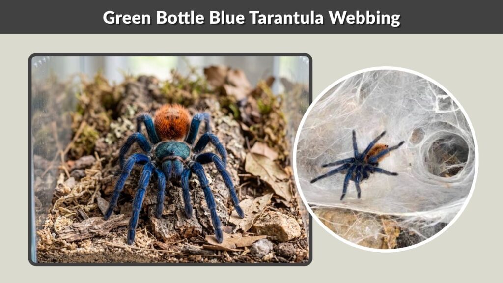 Green Bottle Blue Tarantula Webbing