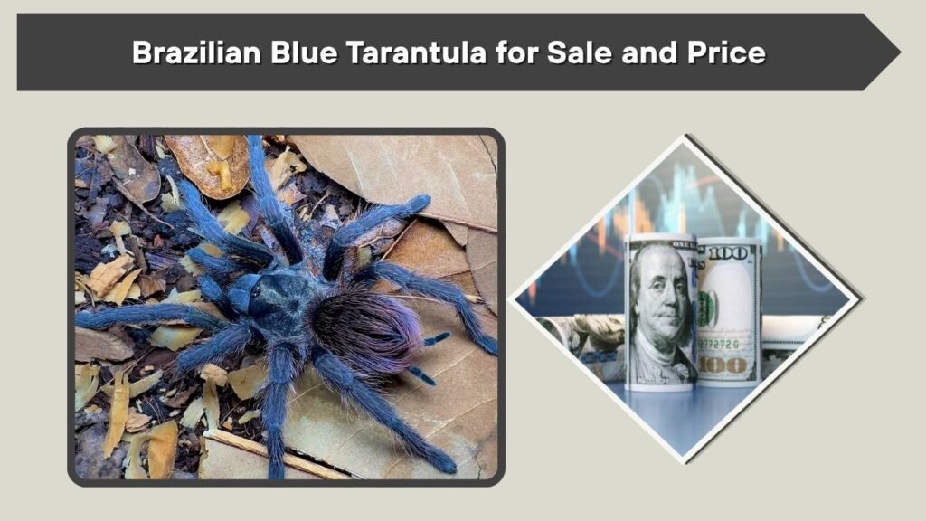 Brazilian Blue Tarantula for Sale and Price