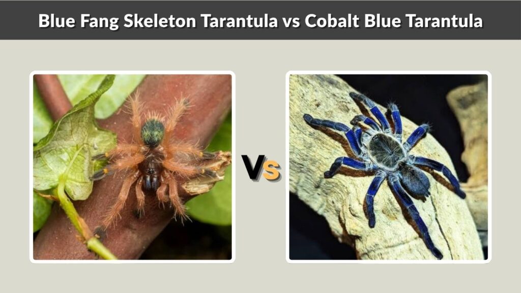 Blue Fang Skeleton Tarantula vs Cobalt Blue Tarantula