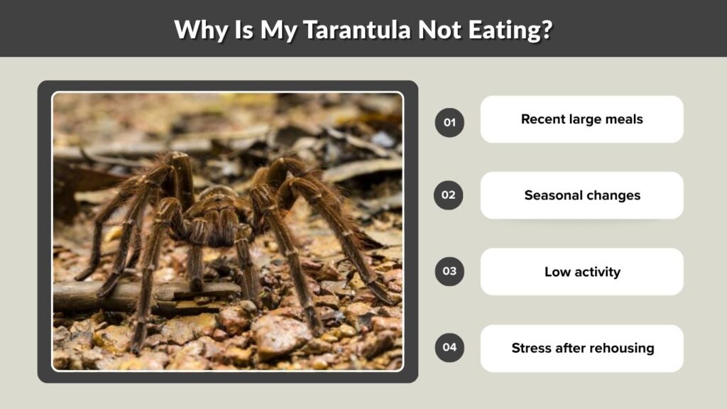 Why Is My Tarantula Not Eating?