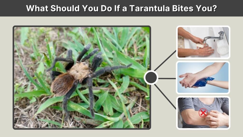 What Should You Do If a Tarantula Bites You?
