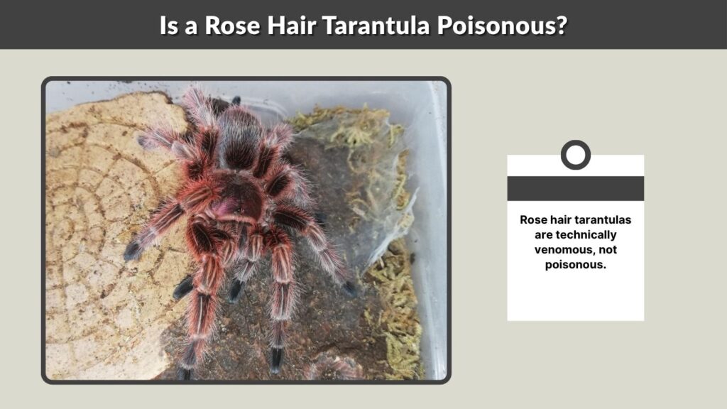 Is a Rose Hair Tarantula Poisonous?