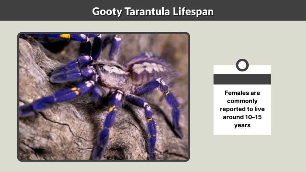 Gooty Tarantula Lifespan