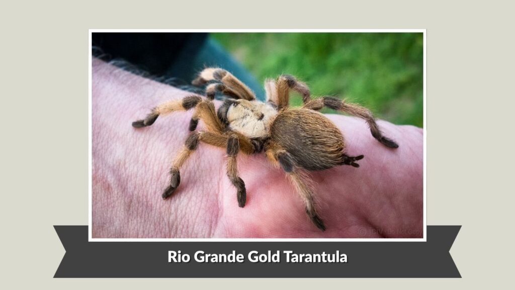 Rio Grande Gold Tarantula