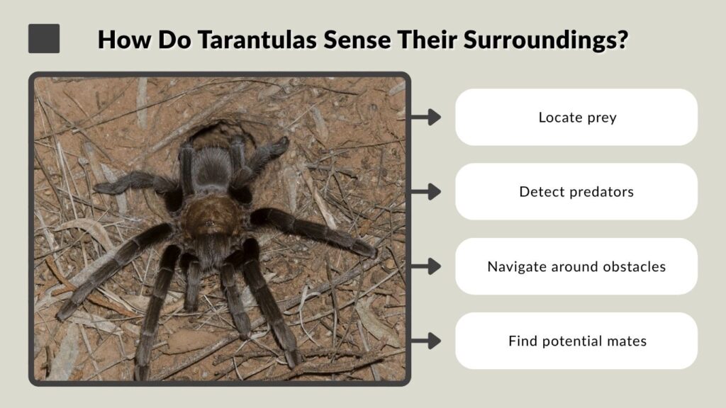 How Do Tarantulas Sense Their Surroundings?