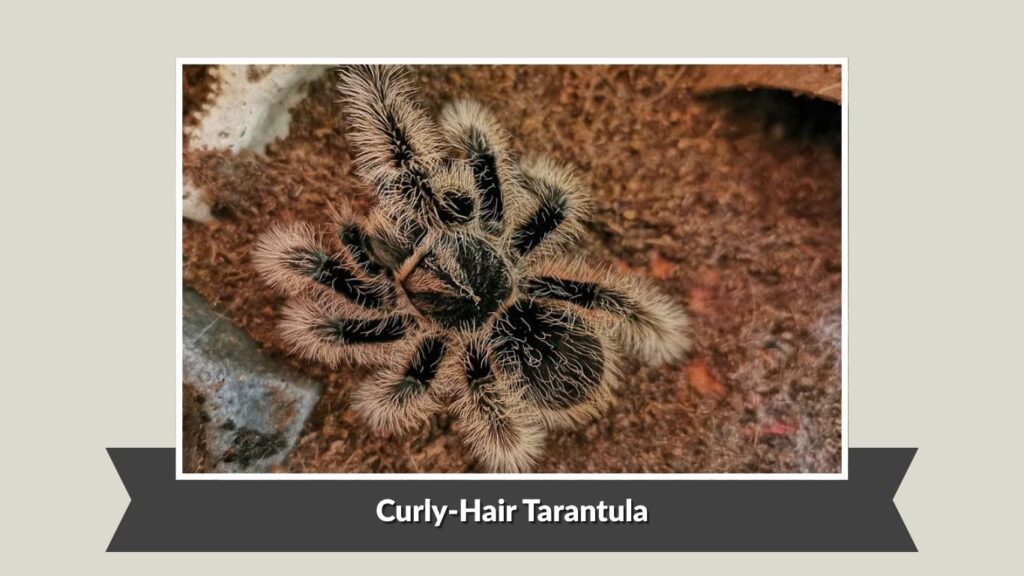 Curly-Hair Tarantula