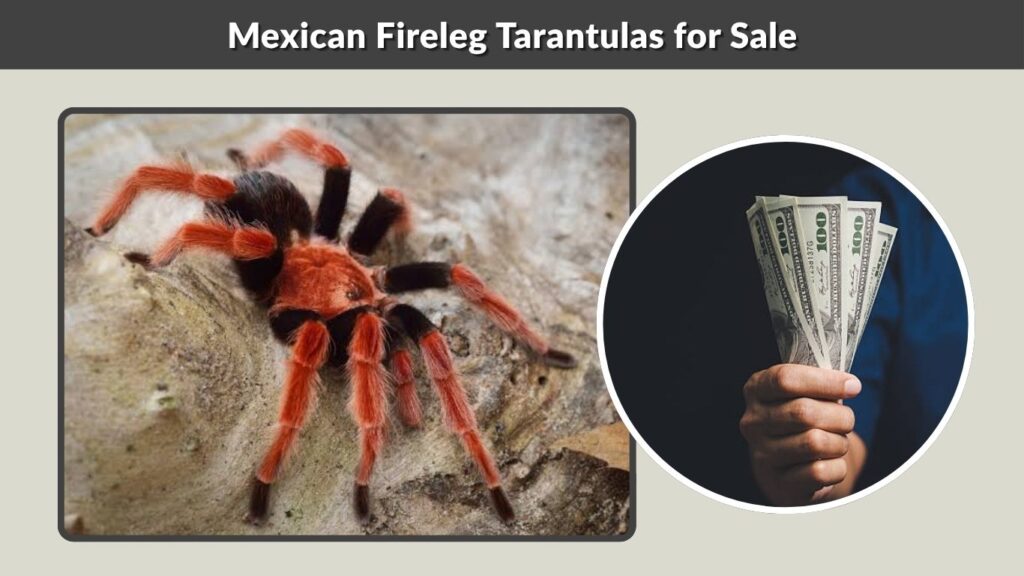 Mexican Fireleg Tarantulas for Sale