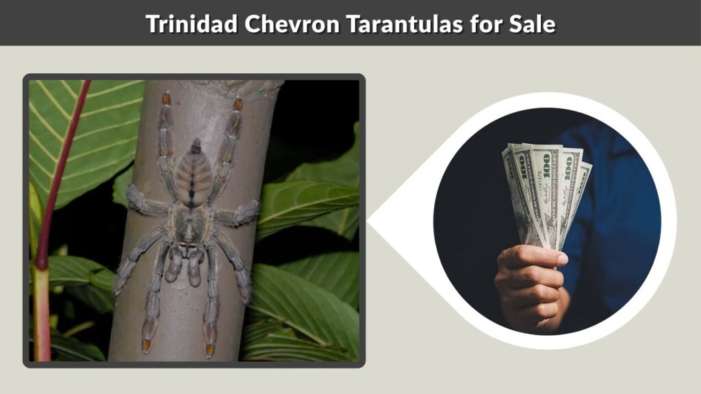Trinidad Chevron Tarantulas for Sale