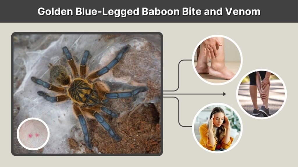 Golden Blue-Legged Baboon Bite and Venom