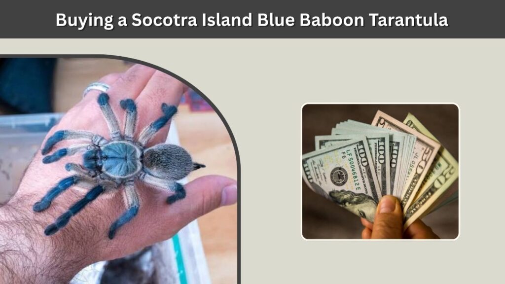 Buying a Socotra Island Blue Baboon Tarantula