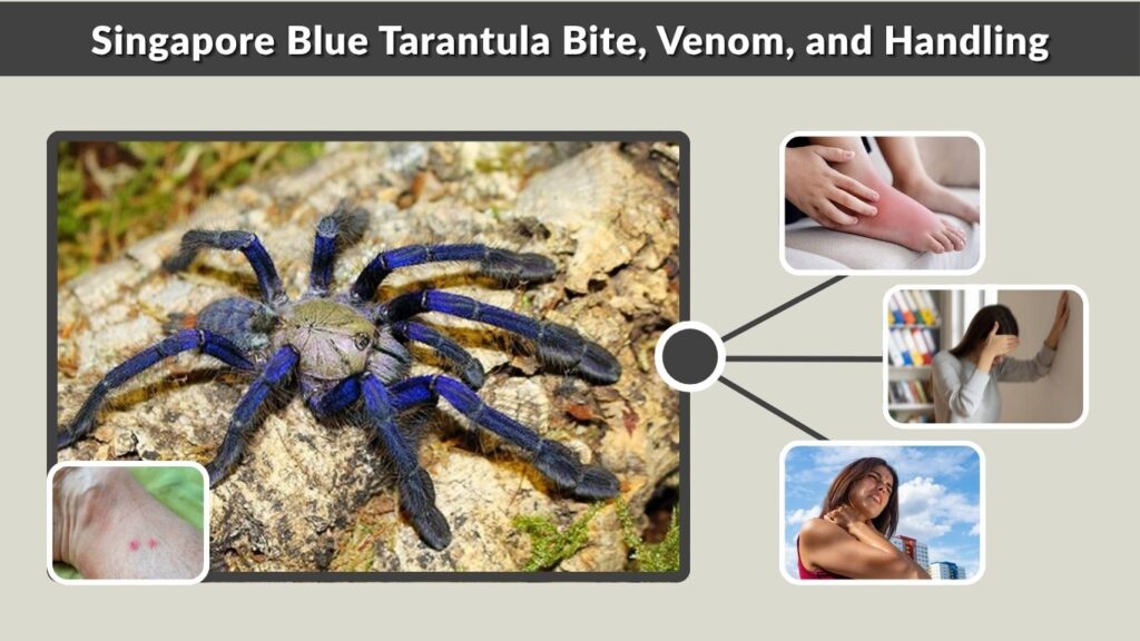 Singapore Blue Tarantula Bite, Venom, and Handling