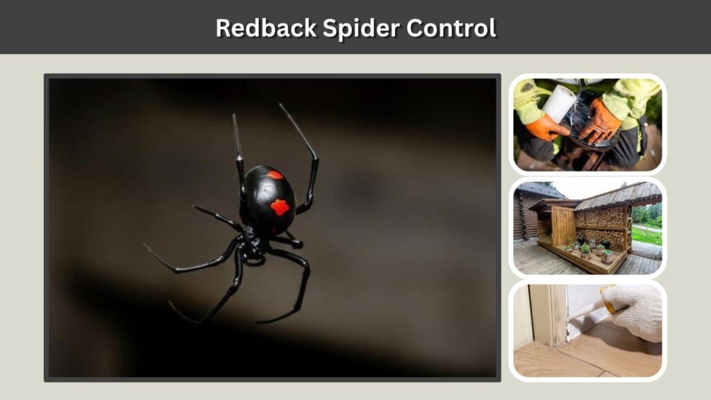 Redback Spider Control