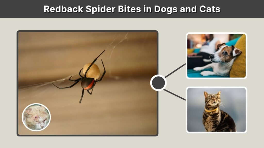 Redback Spider Bites in Dogs and Cats