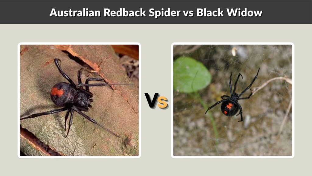 Australian Redback Spider vs Black Widow
