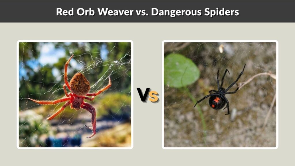 Red Orb Weaver vs. Dangerous Spiders