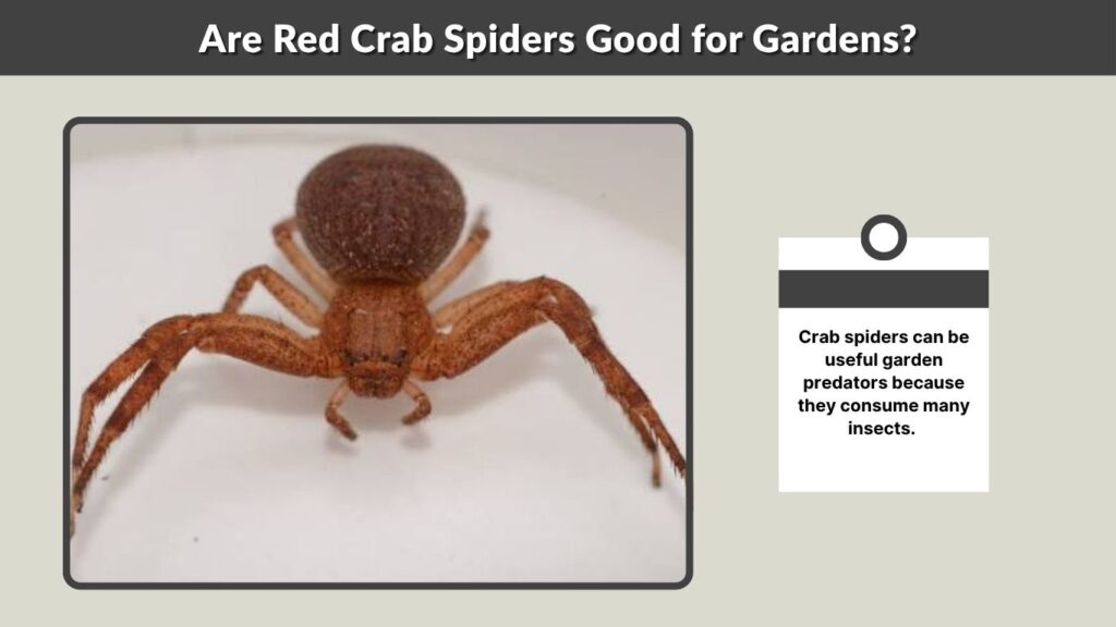 Are Red Crab Spiders Good for Gardens?