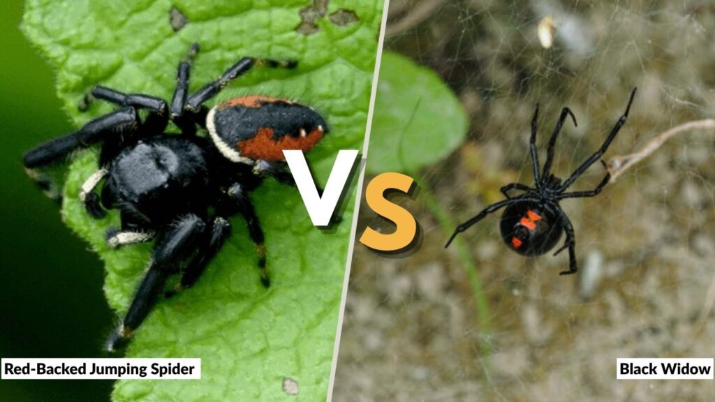 Red-Backed Jumping Spider vs. Black Widow
