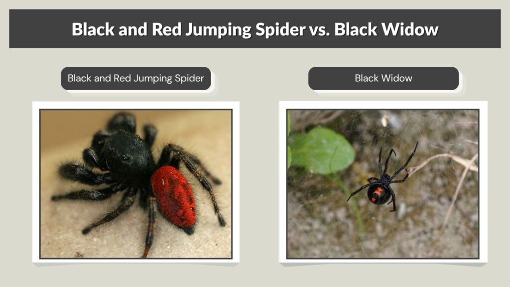 Black and Red Jumping Spider vs. Black Widow