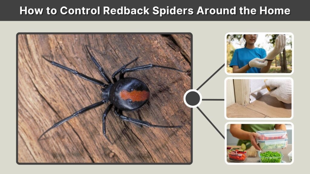 How to Control Redback Spiders Around the Home