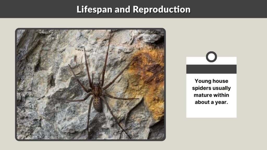 Lifespan and Reproduction