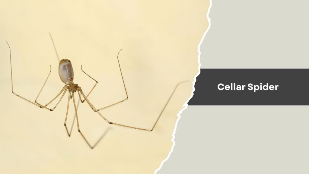 Cellar Spider