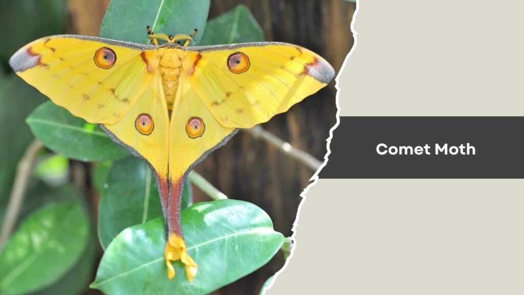  Comet Moth