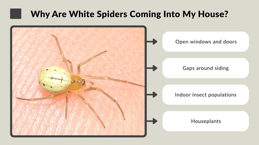 Why Are White Spiders Coming Into My House?