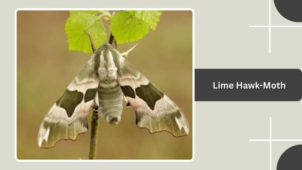 Lime Hawk-Moth