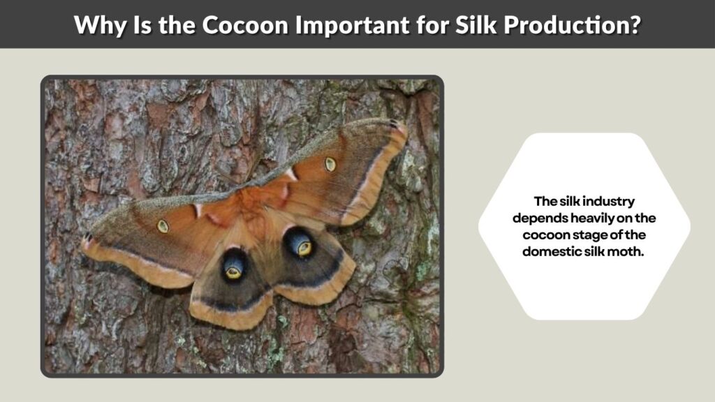 Why Is the Cocoon Important for Silk Production?