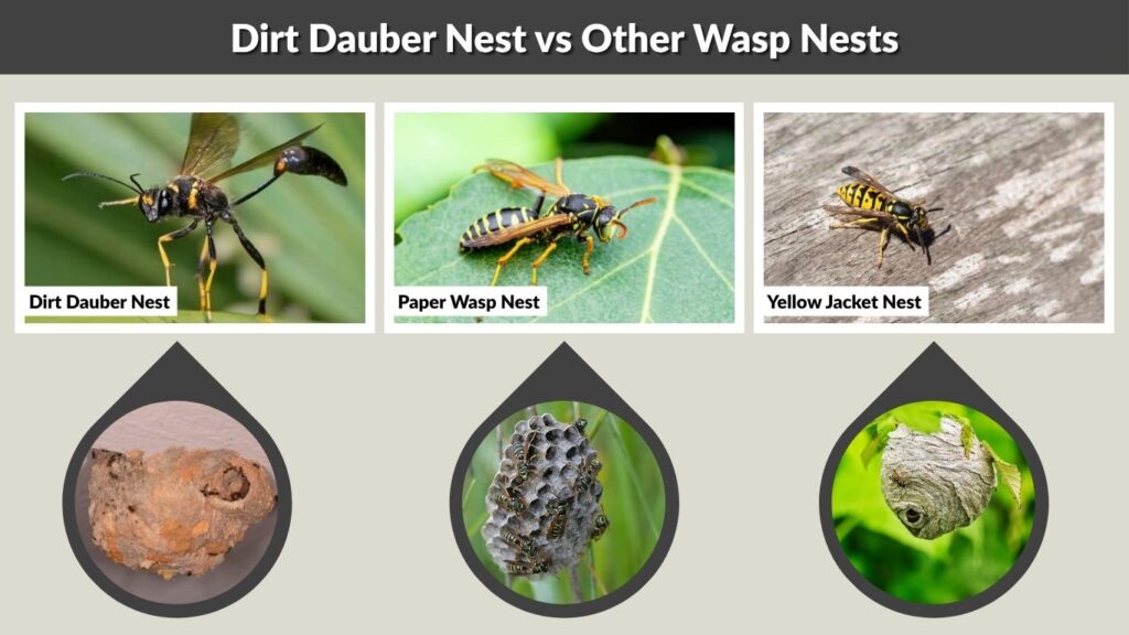 Dirt Dauber Nest vs Other Wasp Nests