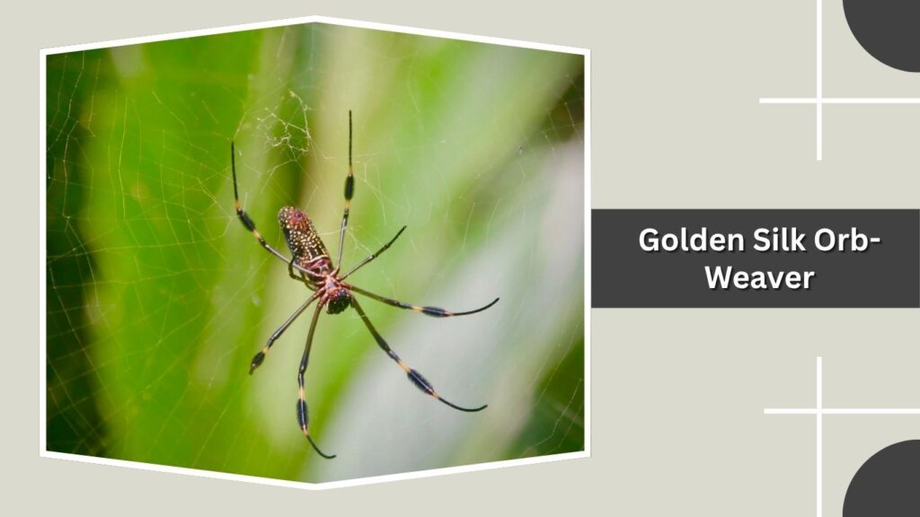 Golden Silk Orb-Weaver