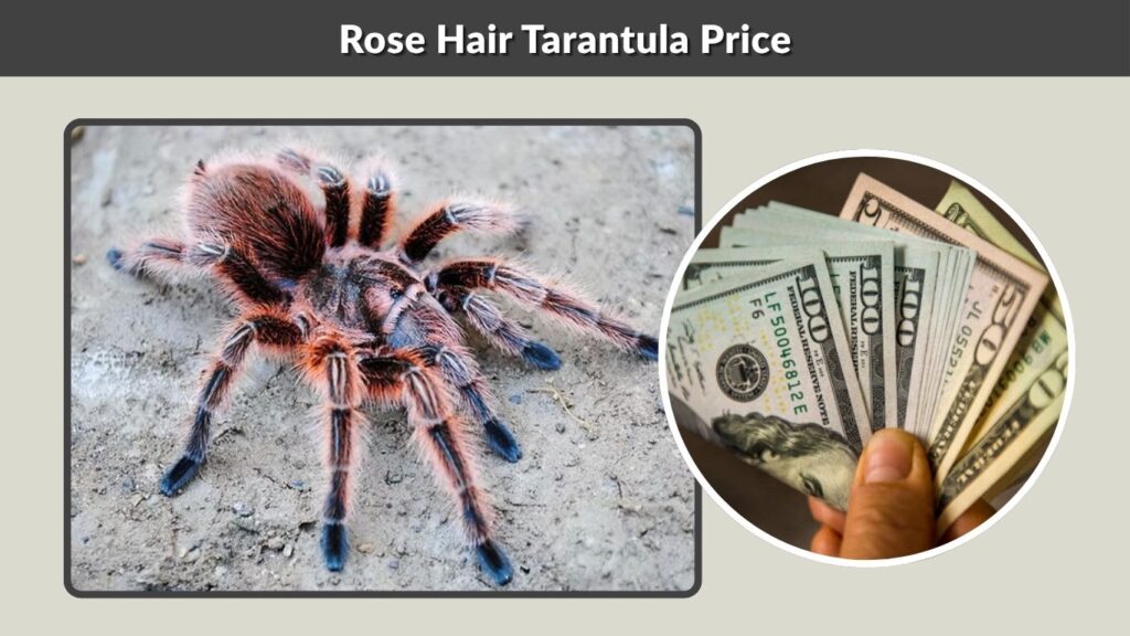 Rose Hair Tarantula Price